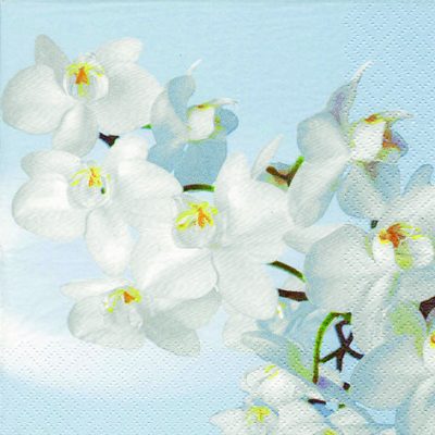 Orchidea Blanca Acqua Floral Lunch Napkin - 20 Pack