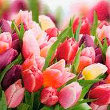 Pink & Violet Tulips Floral Lunch Napkin - 20 Pack
