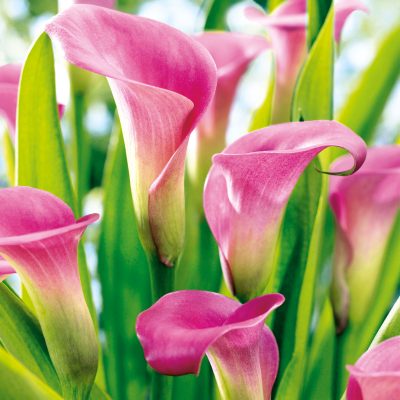 Pink Calla Floral Lunch Napkin - 20 Pack