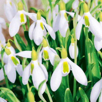 Perce Neije Floral Lunch Napkin - 20 Pack