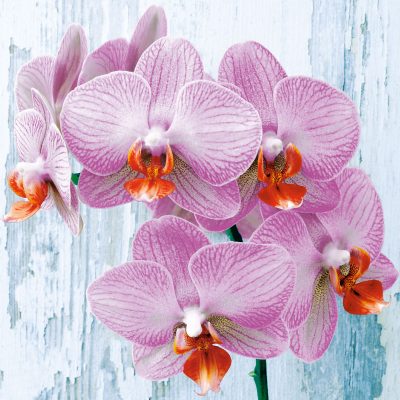 Phalaen Opsis Floral Lunch Napkin - 20 Pack