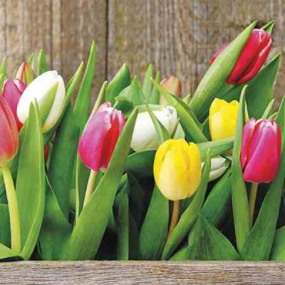 Colorful Tulips Floral Lunch Napkin - 20 Pack